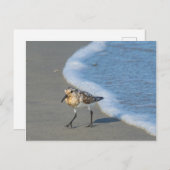Briefkaart - Sandpiper op strand (Voorkant / Achterkant)