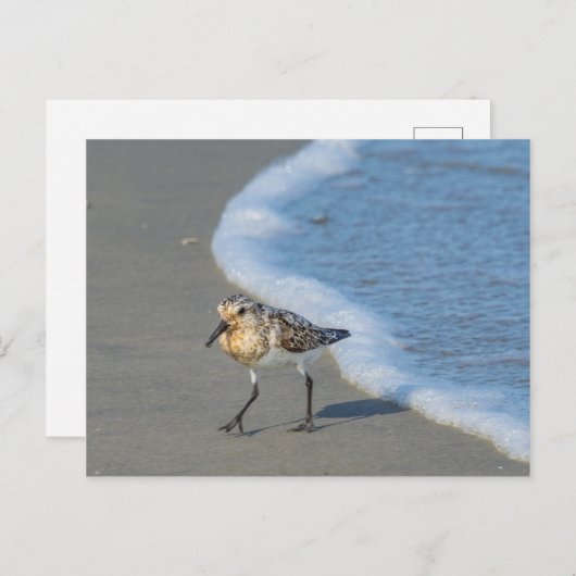 Briefkaart - Sandpiper op strand (Voorkant / Achterkant)
