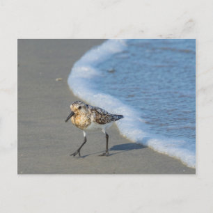 Briefkaart - Sandpiper op strand