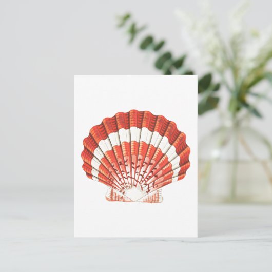 briefkaart "SCALLOP" SEASHELL SEALIFE (Staand voorkant)