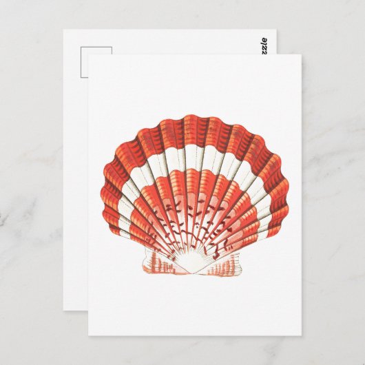 briefkaart "SCALLOP" SEASHELL SEALIFE (Voorkant / Achterkant)