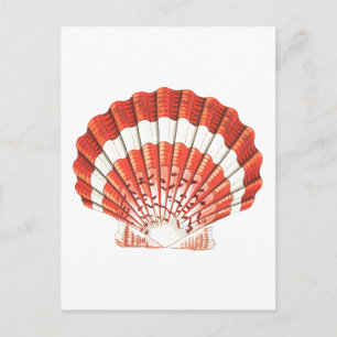 briefkaart "SCALLOP" SEASHELL SEALIFE
