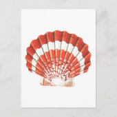 briefkaart "SCALLOP" SEASHELL SEALIFE (Voorkant)
