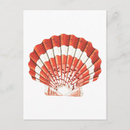 briefkaart "SCALLOP" SEASHELL SEALIFE