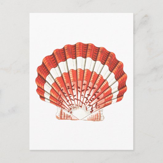 briefkaart "SCALLOP" SEASHELL SEALIFE (Voorkant)