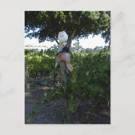Briefkaart, Scarecrow bij Peachy Canyon Winery Briefkaart (Voorkant)