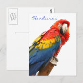 Briefkaart Scarlet Macaw Honduras (Voorkant / Achterkant)
