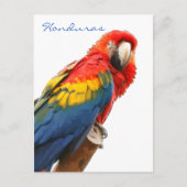 Briefkaart Scarlet Macaw Honduras (Voorkant)