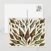 Briefkaart schalen (Voorkant / Achterkant)