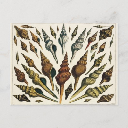 Briefkaart schalen (Voorkant)