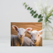 Briefkaart schapen (Staand voorkant)