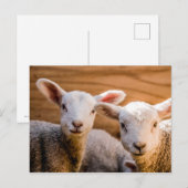 Briefkaart schapen (Voorkant / Achterkant)