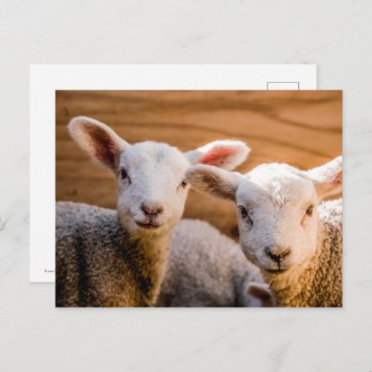 Briefkaart schapen (Voorkant / Achterkant)