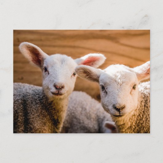 Briefkaart schapen (Voorkant)