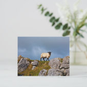 Briefkaart schapen (Staand voorkant)