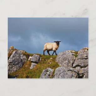 Briefkaart schapen
