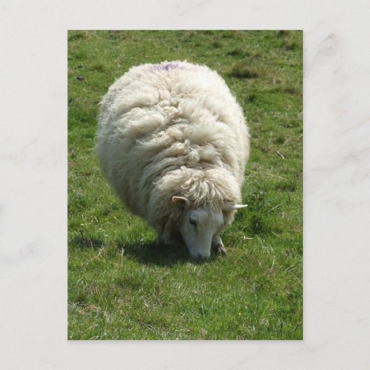 Briefkaart schapen (Voorkant)