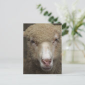 Briefkaart schapen (Staand voorkant)
