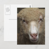 Briefkaart schapen (Voorkant / Achterkant)