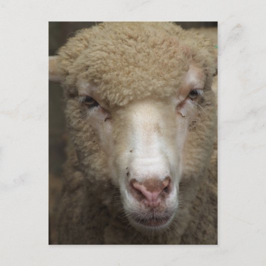 Briefkaart schapen (Voorkant)