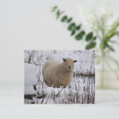 Briefkaart schapen (Staand voorkant)