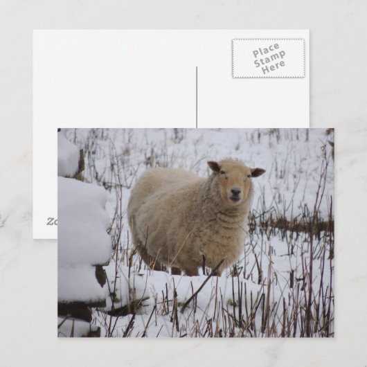 Briefkaart schapen (Voorkant / Achterkant)