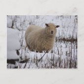 Briefkaart schapen (Voorkant)