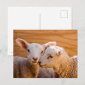 Briefkaart schapen (Voorkant / Achterkant)
