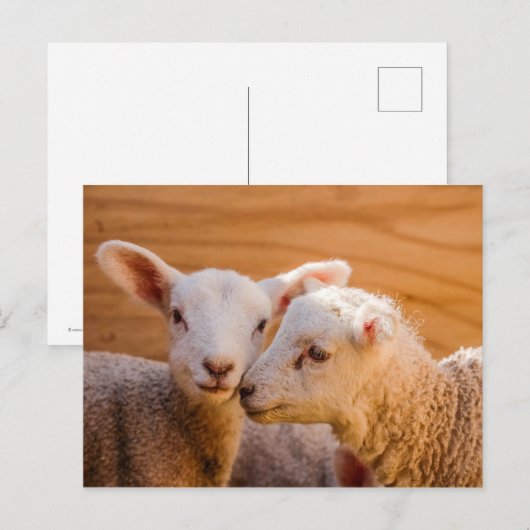 Briefkaart schapen (Voorkant / Achterkant)