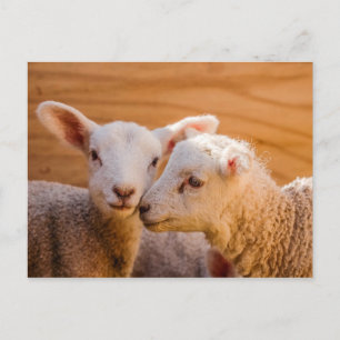 Briefkaart schapen