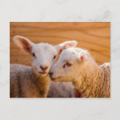 Briefkaart schapen (Voorkant)