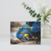 Briefkaart schatblauwe Hyacinthe Macaw parrot (Staand voorkant)