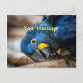 Briefkaart schatblauwe Hyacinthe Macaw parrot (Voorkant)