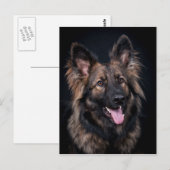Briefkaart schattig Duits Shepherd Dog Alsatian (Voorkant / Achterkant)