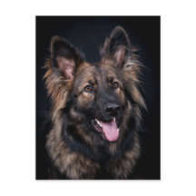 Briefkaart schattig Duits Shepherd Dog Alsatian