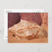 Briefkaart schelpen 619 (Voorkant / Achterkant)