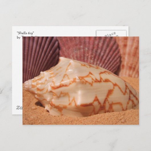 Briefkaart schelpen 619 (Voorkant / Achterkant)