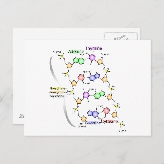 Briefkaart Schema van de chemische structuur van D (Voorkant / Achterkant)