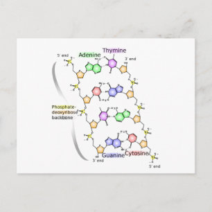 Briefkaart Schema van de chemische structuur van D