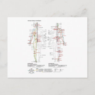 Briefkaart Schematische Chinese Meridianen Muscula