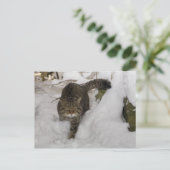 Briefkaart - Schotse wilde kat (Staand voorkant)