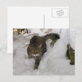 Briefkaart - Schotse wilde kat (Voorkant / Achterkant)