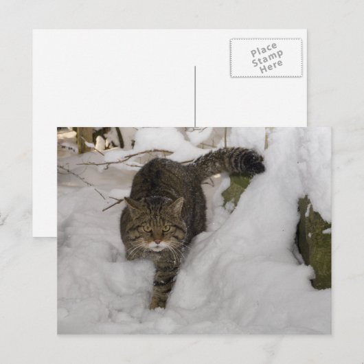 Briefkaart - Schotse wilde kat (Voorkant / Achterkant)