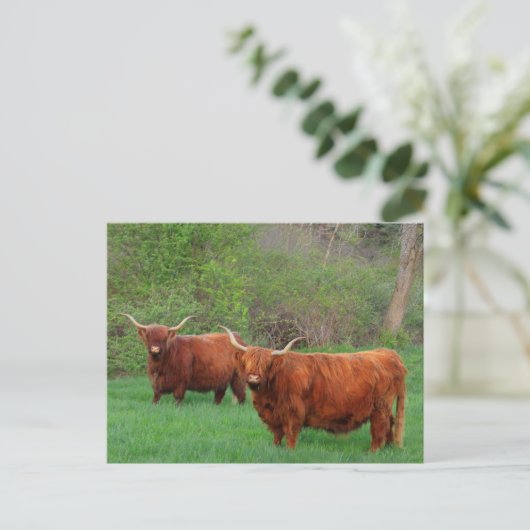 Briefkaart Scottish Highland Steer (Staand voorkant)