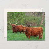 Briefkaart Scottish Highland Steer (Voorkant / Achterkant)