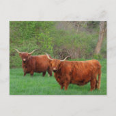 Briefkaart Scottish Highland Steer (Voorkant)