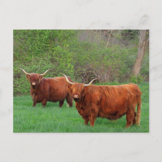 Briefkaart Scottish Highland Steer (Voorkant)