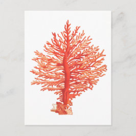 briefkaart "SEACORAL"