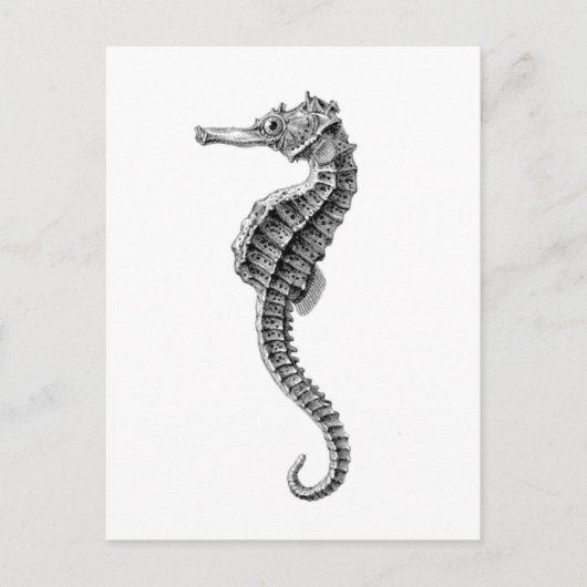 briefkaart "SEAHORSE" (Voorkant)