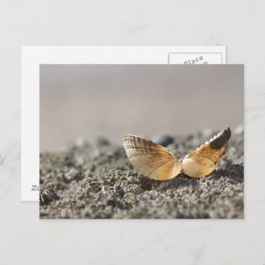 Briefkaart Seashell (Voorkant / Achterkant)